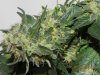 Seedsman White Widow(F.I.M'd) #9.jpg