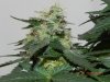 Seedsman White Widow(F.I.M'd) #11.jpg