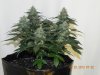 Seedsman White Widow(Topped) #1.jpg