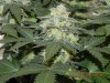 Seedsman White Widow(Topped) #3.jpg