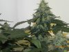 Seedsman White Widow(Topped) #5.jpg