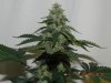 Seedsman White Widow(Uncut) #2.jpg