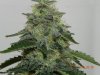 Seedsman White Widow(Uncut) #3.jpg