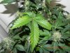 Seedsman White Widow(Uncut) #5.jpg