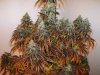 Sour_Jack_D_HARVEST_65TH_DAY_OF_FLOWERING_008.JPG