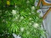 Blue Widow week6 #1.jpg