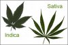 indica-vs-sativa-07.jpg