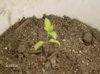 my plant at after transplanting to a larger permanent home 024.jpg
