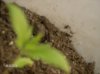 my plant at after transplanting to a larger permanent home 020.jpg
