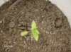 my plant at after transplanting to a larger permanent home 026.jpg