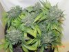 Delicious Seeds Critical Jack Herer Aerial View.jpg