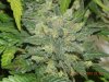 Delicious Seeds Critical Jack Herer Another Secondary Bud!.jpg