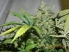 Delicious Seeds Critical Jack Herer Main Cola #2.jpg
