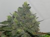 Delicious Seeds Critical Jack Herer Main Cola #3.jpg
