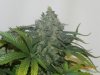 Delicious Seeds Critical Jack Herer Main Cola.jpg