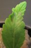 one leaf.jpg