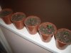 Nirvana NL Seedlings 1 Week.jpg