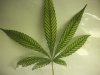 06-marijuana-nutrient-deficiency-magnesium.jpg