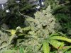Delicious Seeds Critical Jack Herer  - More Main Cola Love!.jpg