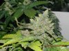 Delicious Seeds Critical Jack Herer - I'm In Awe..jpg