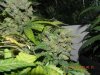 Delicious Seeds Critical Jack Herer - More Secondary Bud Love!.jpg