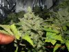 Delicious Seeds Critical Jack Herer - Seconday Bud Chunk!.jpg