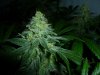 Blue Widow week8 #5.jpg