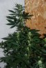 Pinequeenb.jpg