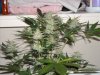 first_grow_155.jpg