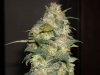 first_grow_168.jpg