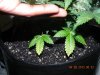 Seedsman White Widow - 1st Signs Of Senescence!(Yellowing For Old Folk LOL) #2.jpg