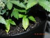 Seedsman White Widow - 1st Signs Of Senescence!(Yellowing For Old Folk LOL).jpg