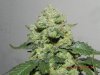 Seedsman White Widow - Close Up Frost).jpg