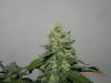 Seedsman White Widow - Purdy Buds!.jpg