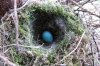 Hedge Sparrows Nest.jpg