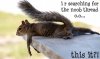funny-squirrel11.jpg