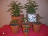 Group Trainwreck Cuttings 28 Days Veg + Nirvana Northern Lights 28 Days.jpg