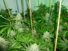 Blue Widow week9.jpg