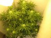 2434824d1354990538-auto-somango-42-days-seed-auto-somango-42-days-seed.jpeg