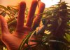 hand+bud.jpg