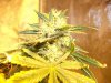 Herb Man Hustling  Week 8 Flowering 044.jpg