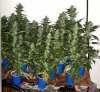 193608d1215378020-12-12-seed-2798816ozgrow-med.jpg