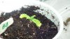 grow1_day18_9.jpg