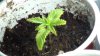 grow1_day18_7.jpg