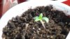 grow1_day18_6.jpg