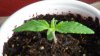 grow1_day18_3.jpg