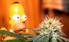 homersimpsonweed.jpg