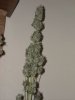 first_grow_182.jpg