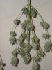 first_grow_184.jpg