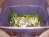 grow02_04days-09-21_4047.upload.jpg